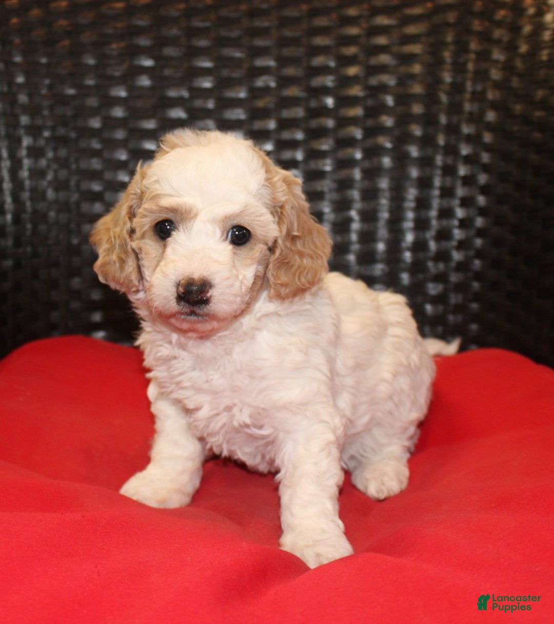 Mini Goldendoodle dogs for sale: Candy Cane - Ad 3