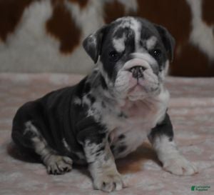 English Bulldog dogs 1 AMAYA, BLUE MERLE, FEMALE - Ad 34