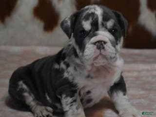 English Bulldog dogs 1 AMAYA, BLUE MERLE, FEMALE - Ad 15