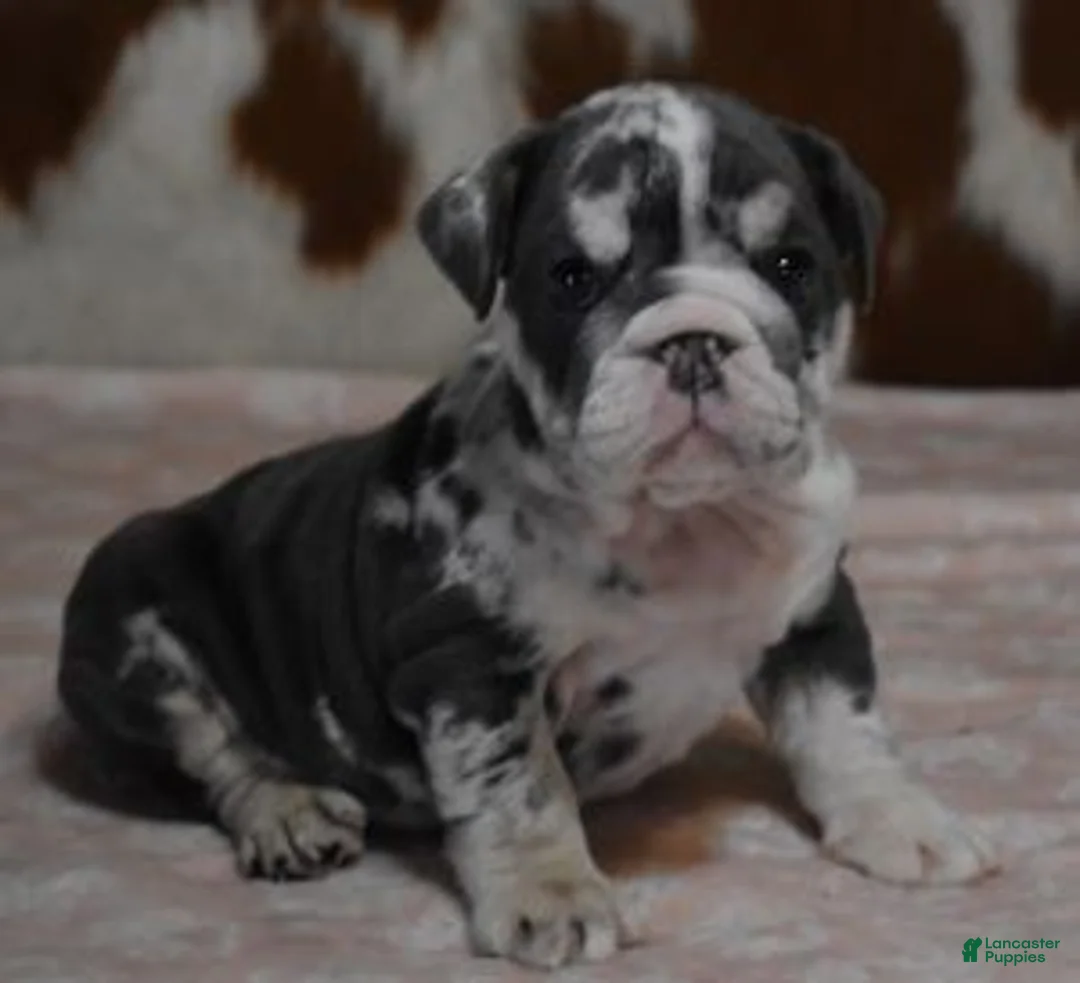 English Bulldog dogs for sale: 1 AMAYA, BLUE MERLE, FEMALE - Ad 1