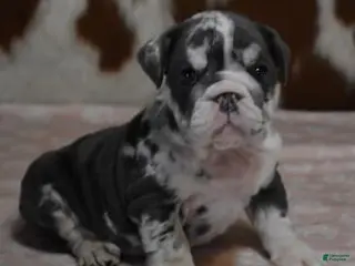 English Bulldog dogs 1 AMAYA, BLUE MERLE, FEMALE - Ad 9