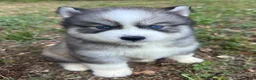 Siberian Husky dogs for sale: Chevy - Ad 5