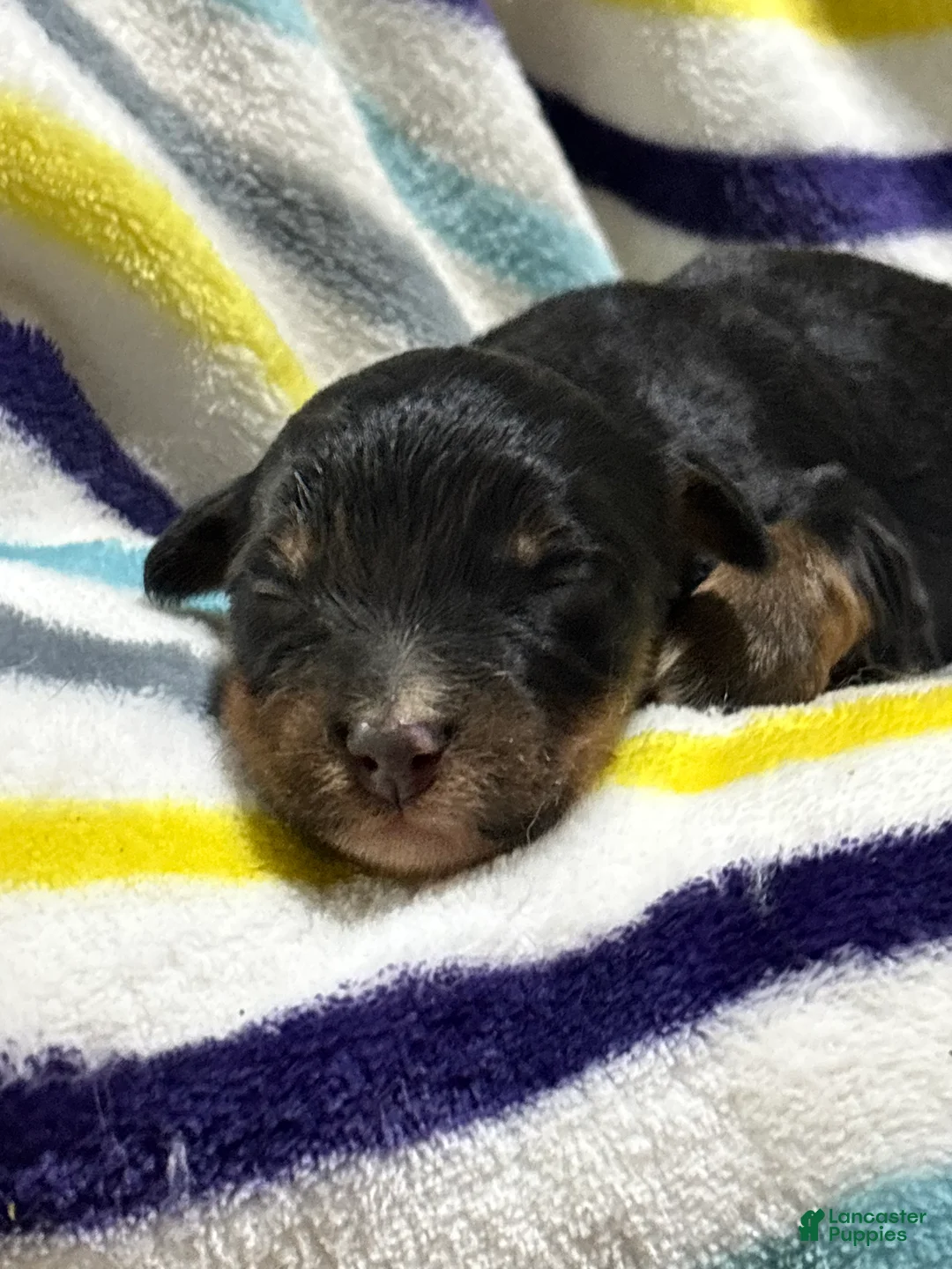 Aussiedoodle dogs for sale: Aussiedoodle 8 - Ad 1