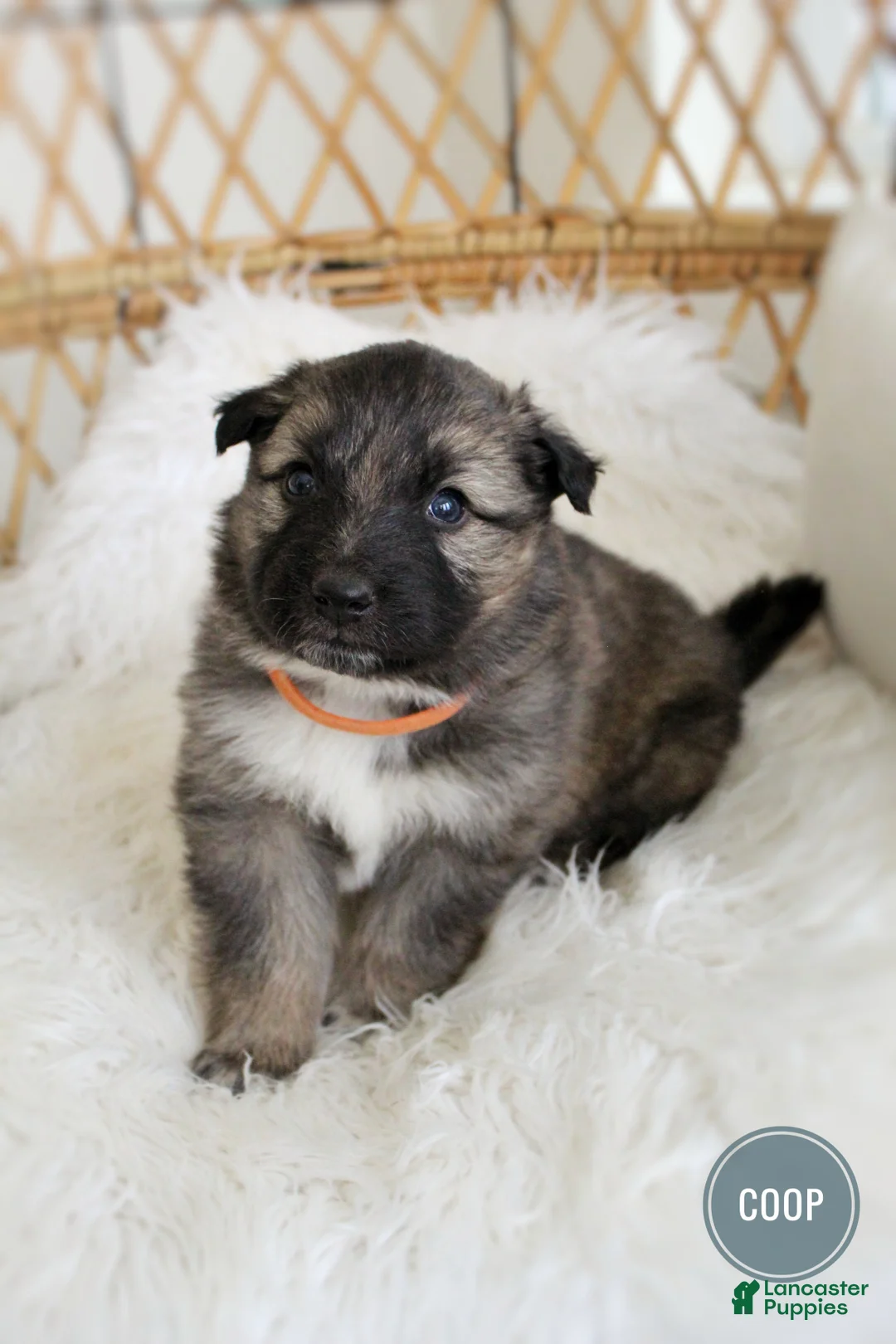 Mixed Breed dogs for sale: Coop - Ad 3