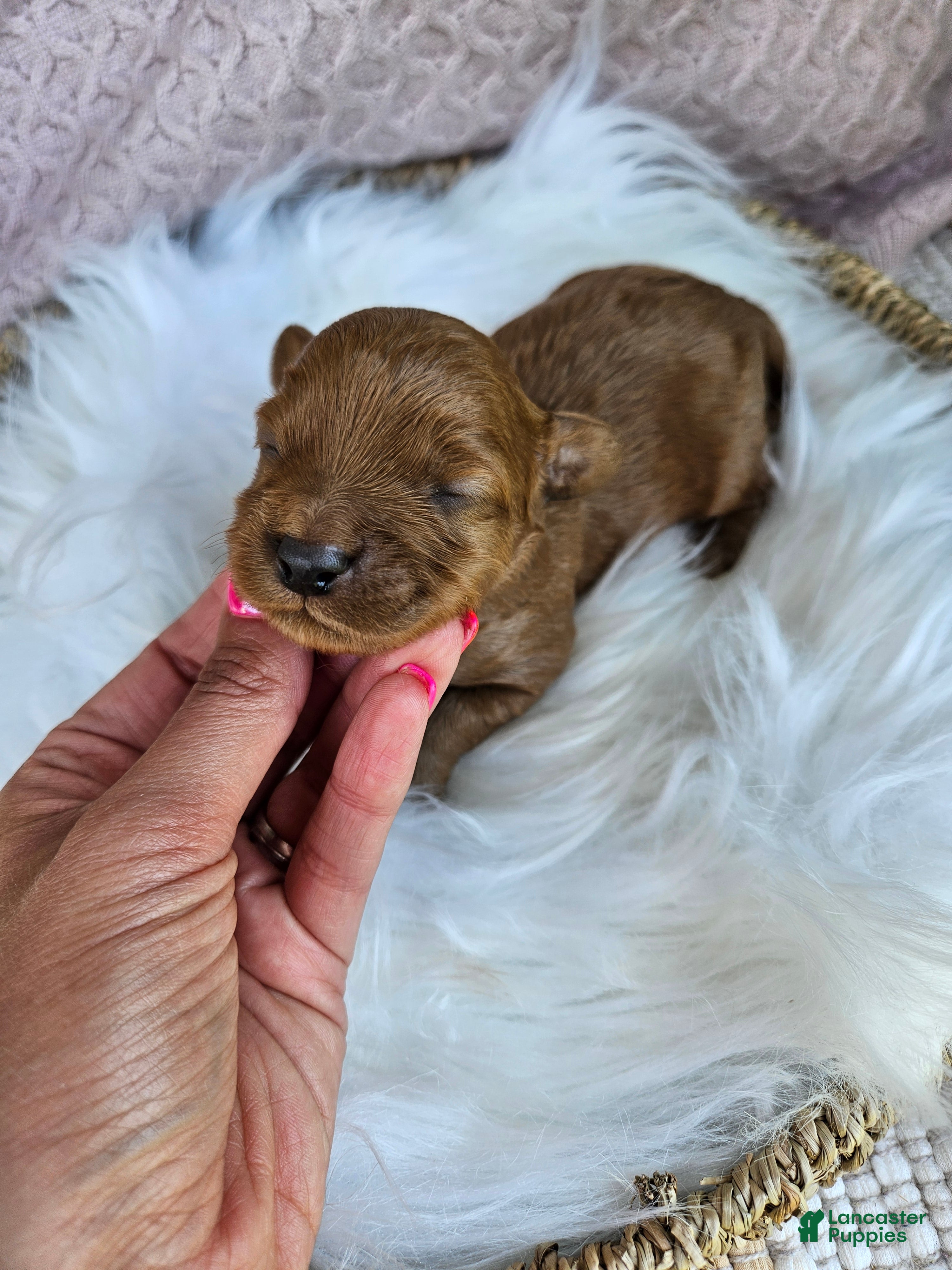 Cavapoo dogs Mischief - Ad 29
