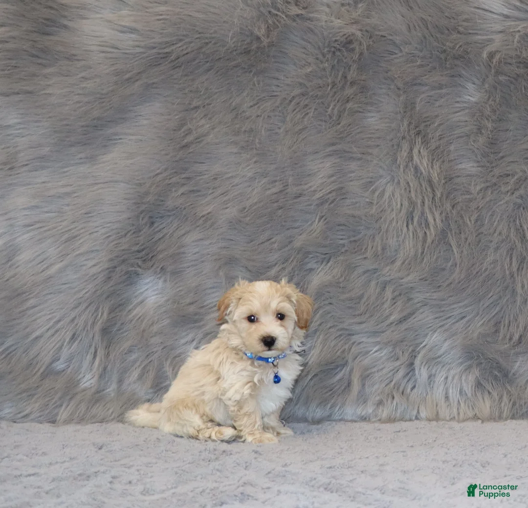 Havapoo dogs for sale: Parker 💙 Miniature - Ad 2