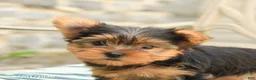 Yorkshire Terrier dogs for sale: Buddy - Ad 5