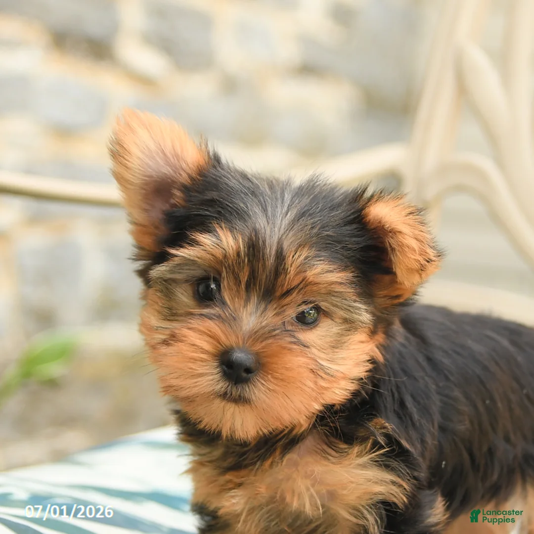 Yorkshire Terrier dogs for sale: Buddy - Ad 5
