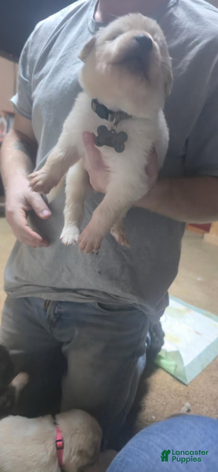 Mixed Breed dogs Mixed Breed Puppy 7 - Ad 16