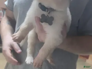 Mixed Breed dogs Mixed Breed Puppy 7 - Ad 16