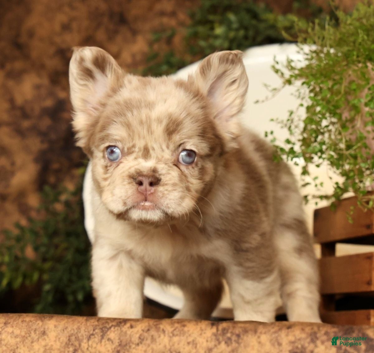 French Bulldog dogs for sale: Leo - Ad 34