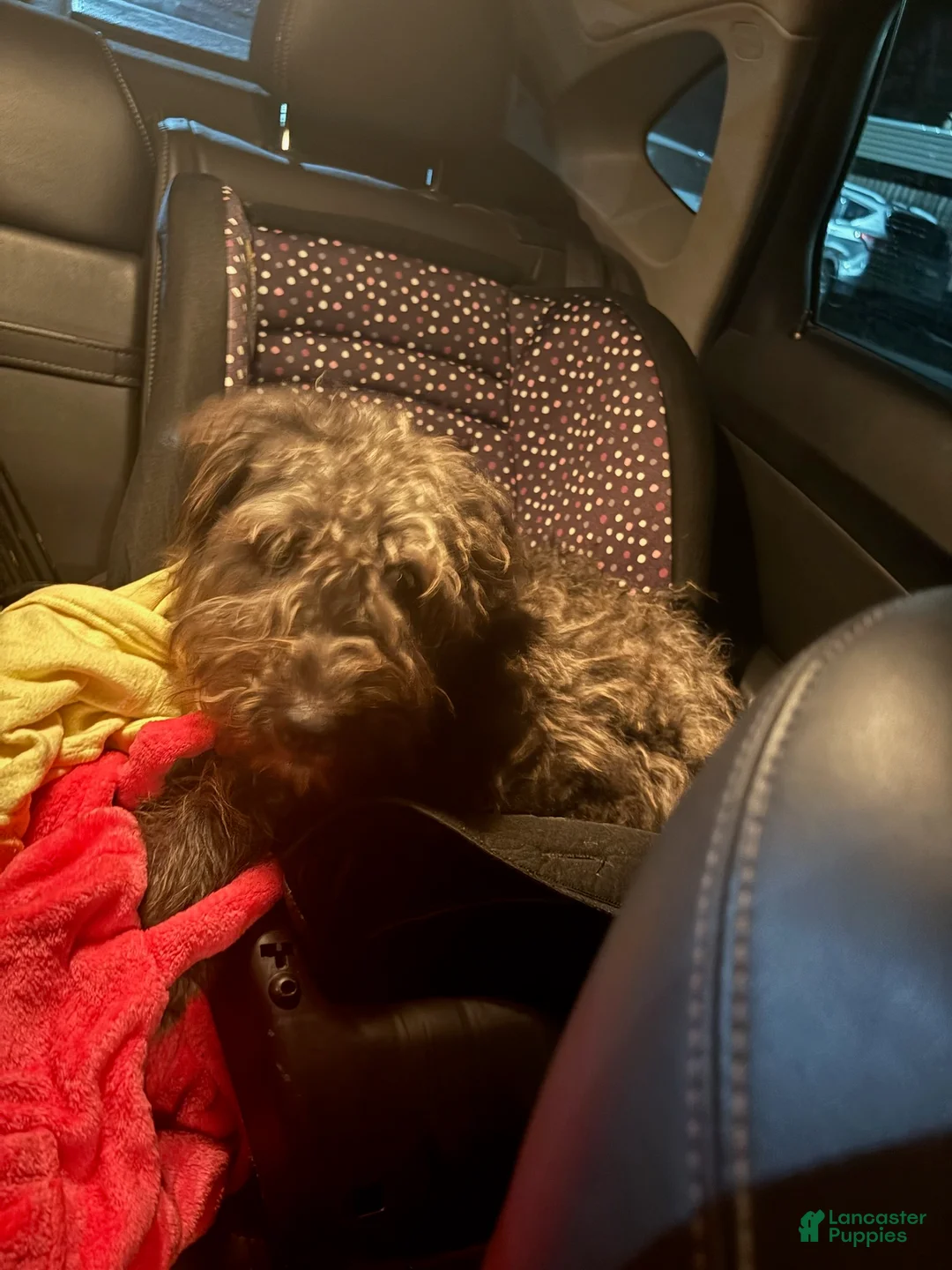 Labradoodle dogs for sale: Ace - Ad 1