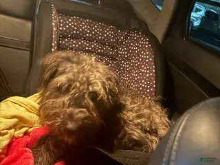 Labradoodle dogs Ace - Ad 14
