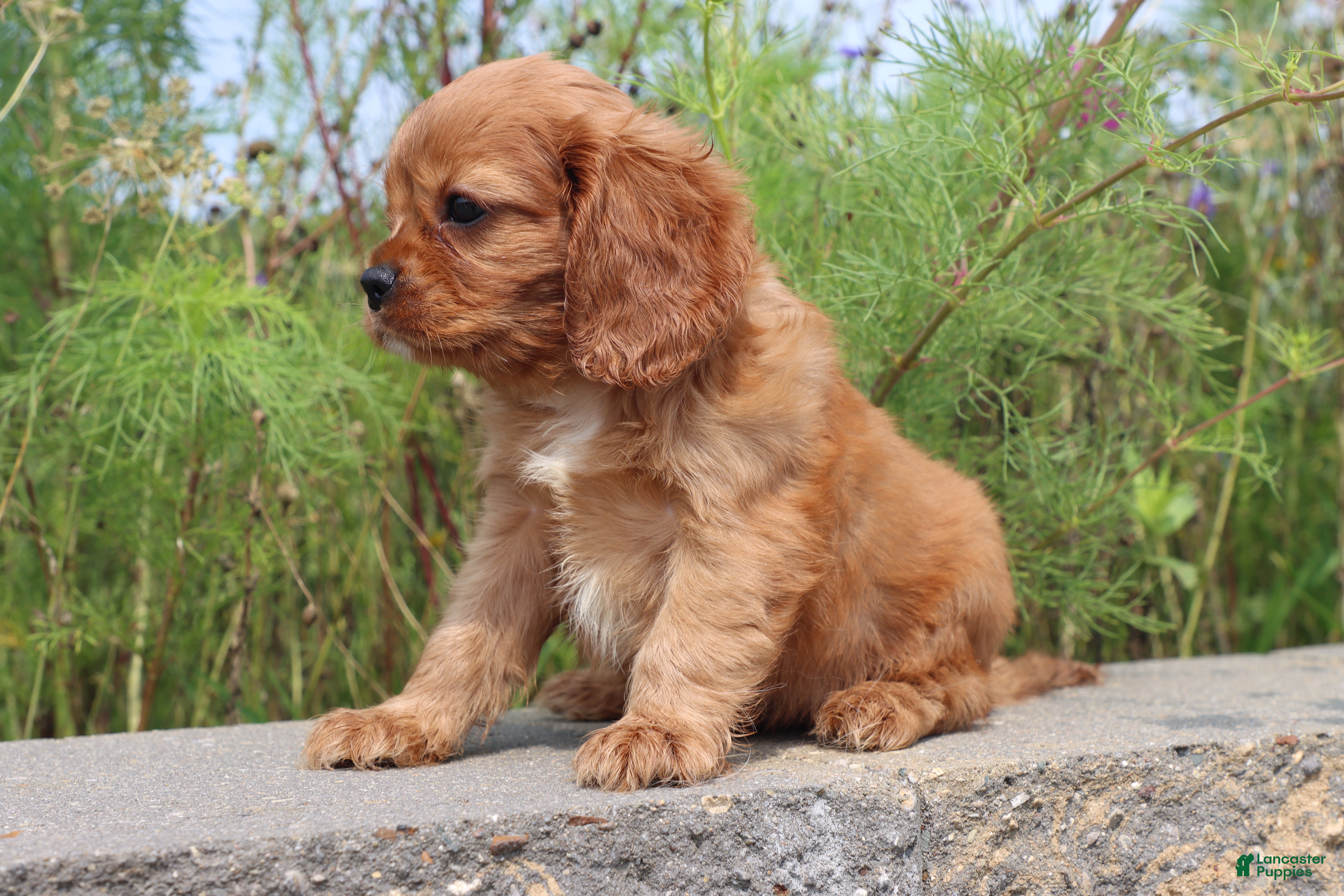 Cavalier King Charles Spaniel dogs Sammie - Ad 2