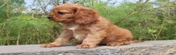 Cavalier King Charles Spaniel dogs for sale: Sammie - Ad 2