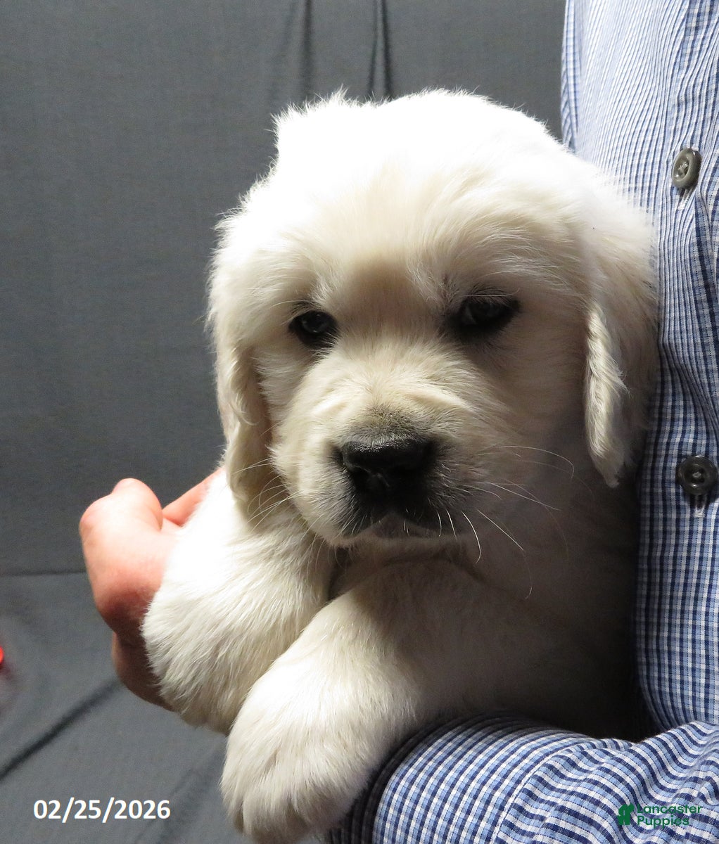 Golden Retriever dogs Bobbles - Ad 1