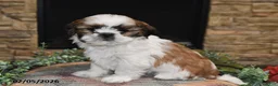 Shih Tzu dogs for sale: Pearl - Ad 3