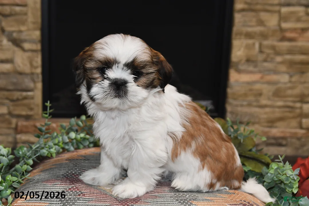 Shih Tzu dogs for sale: Pearl - Ad 3