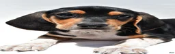 Beagle dogs for sale: Robert - Ad 4