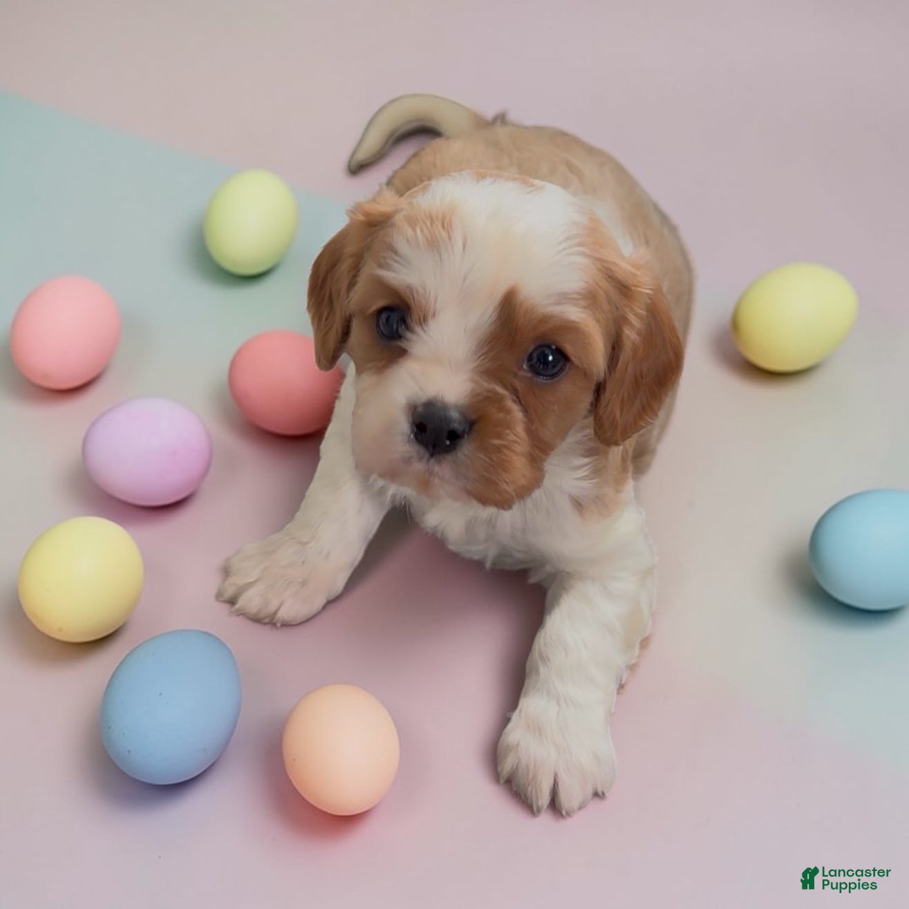 Cavalier King Charles Spaniel dogs Colter - Ad 9