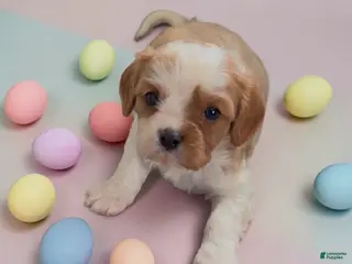 Cavalier King Charles Spaniel dogs Colter - Ad 9