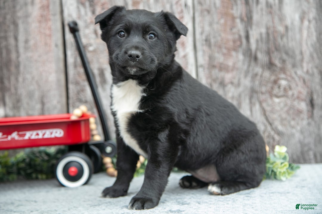 Mixed Breed dogs for sale: Black Beauty - Ad 3