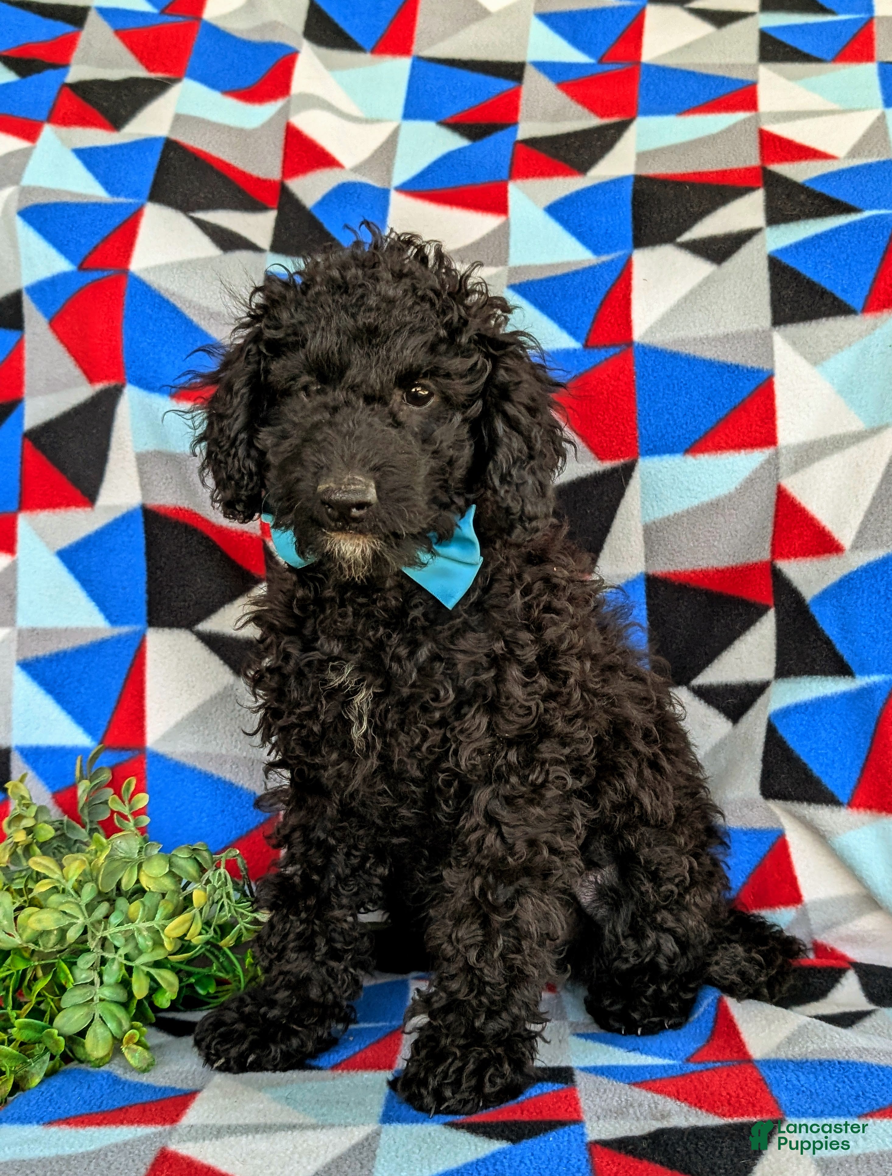 Cockapoo dogs Brandon Hypoallergenic - Ad 1