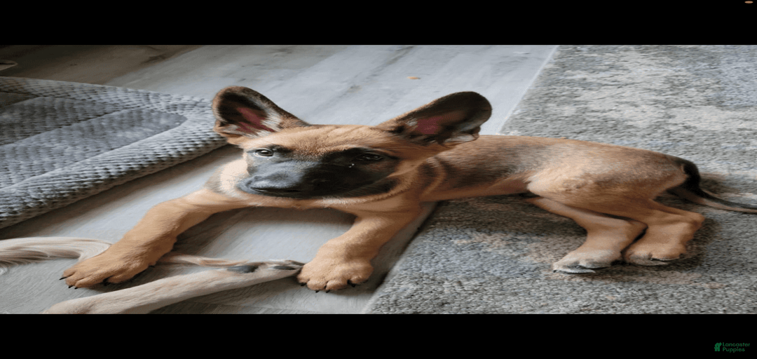 Gallery Image {{count}}