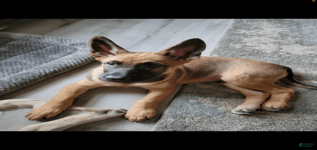 Gallery Image {{count}}