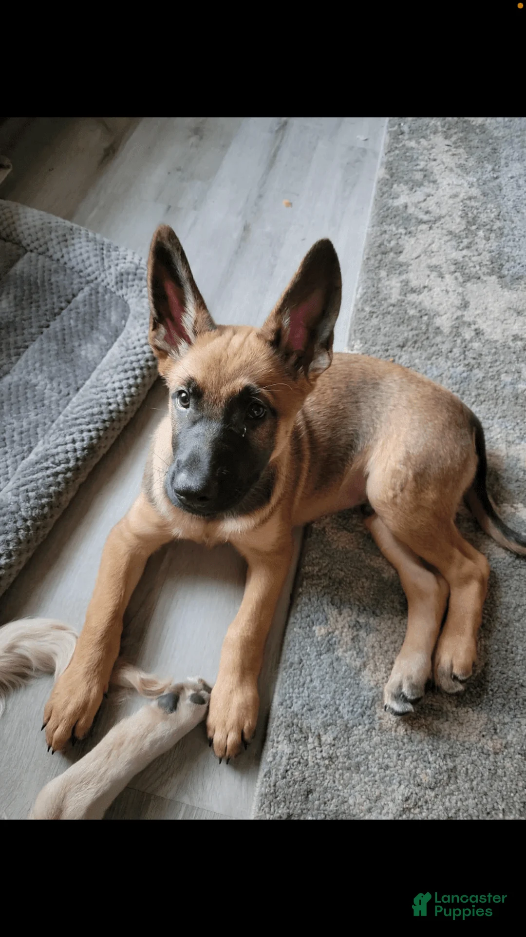 Gallery Image {{count}}