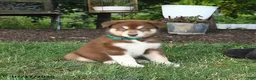 Alaskan Malamute dogs for sale: Shiloh - Ad 3