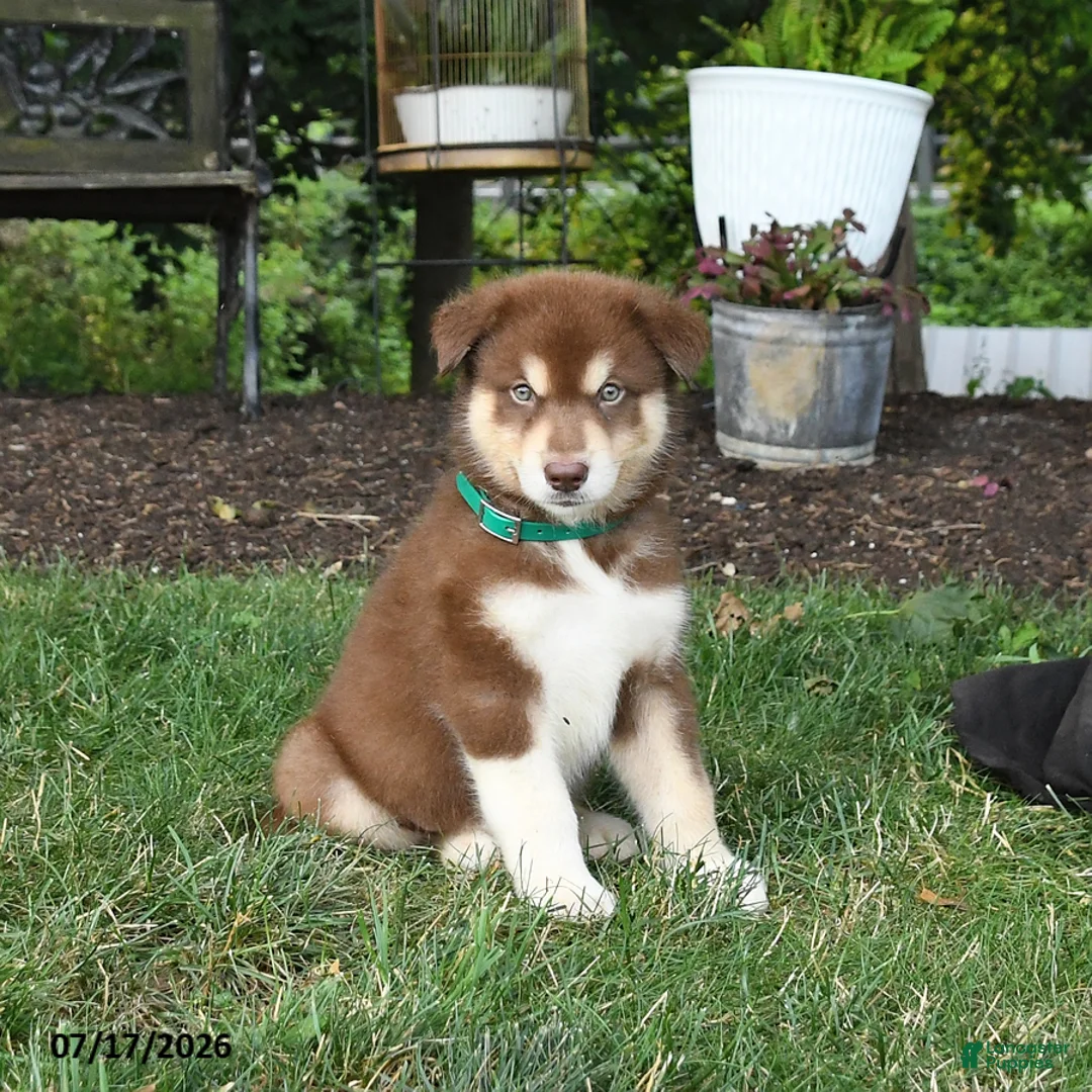 Alaskan Malamute dogs for sale: Shiloh - Ad 3