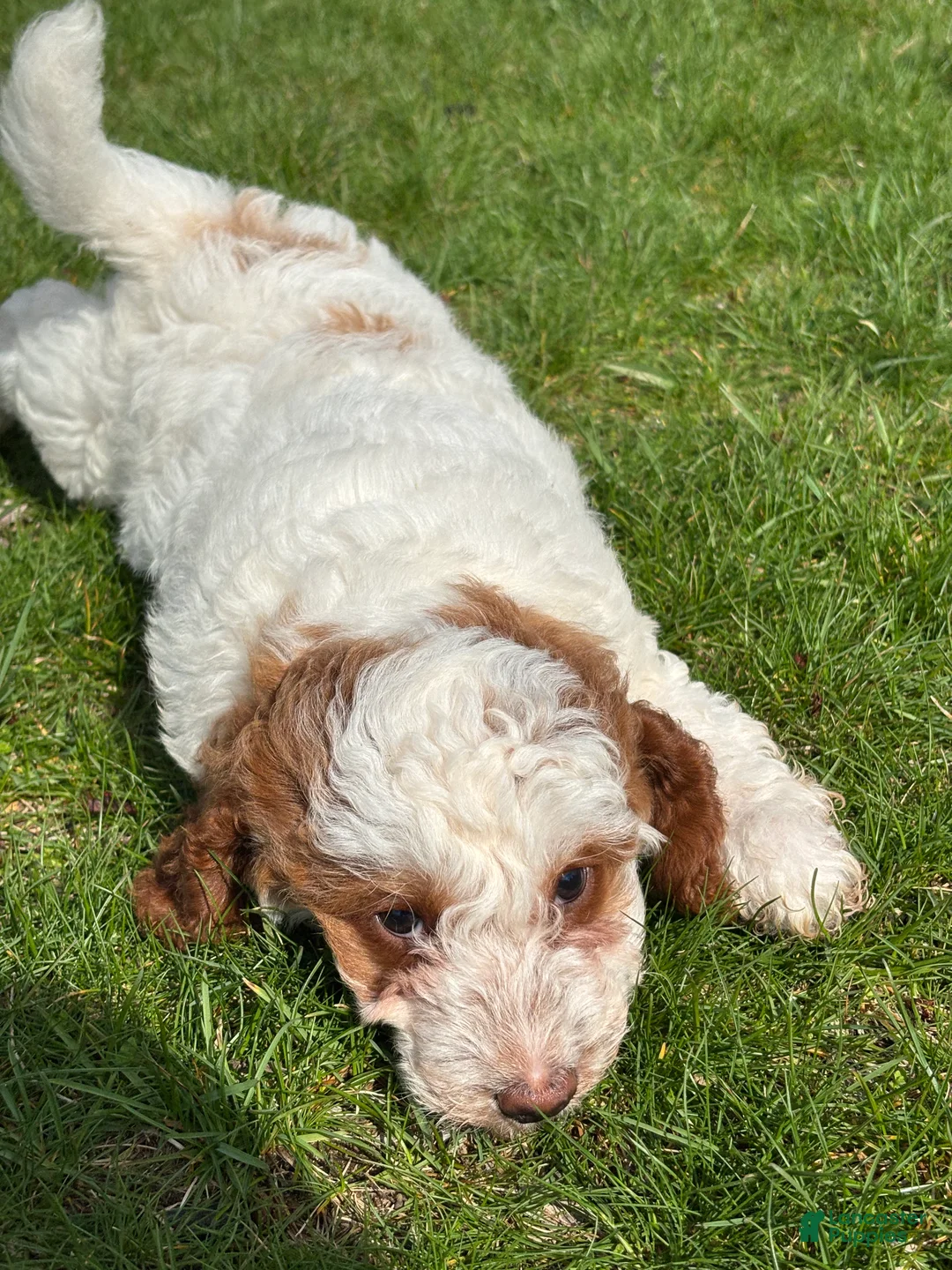 Mini Goldendoodle dogs for sale: Danika  - Ad 6