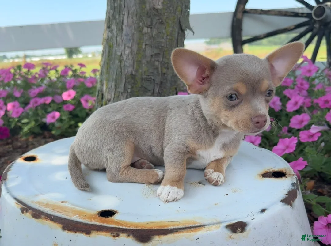 Chihuahua dogs for sale: Lacy - Ad 2