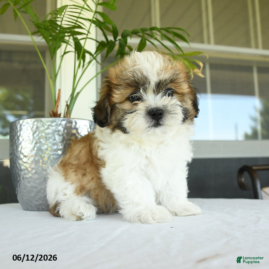 Teddy Bear dogs Kyle - Ad 1
