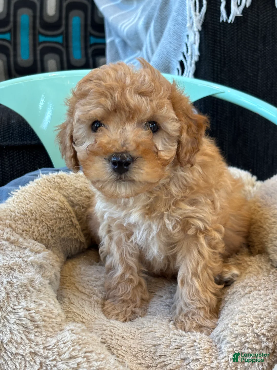 Cavapoo dogs for sale: Billy - Ad 2