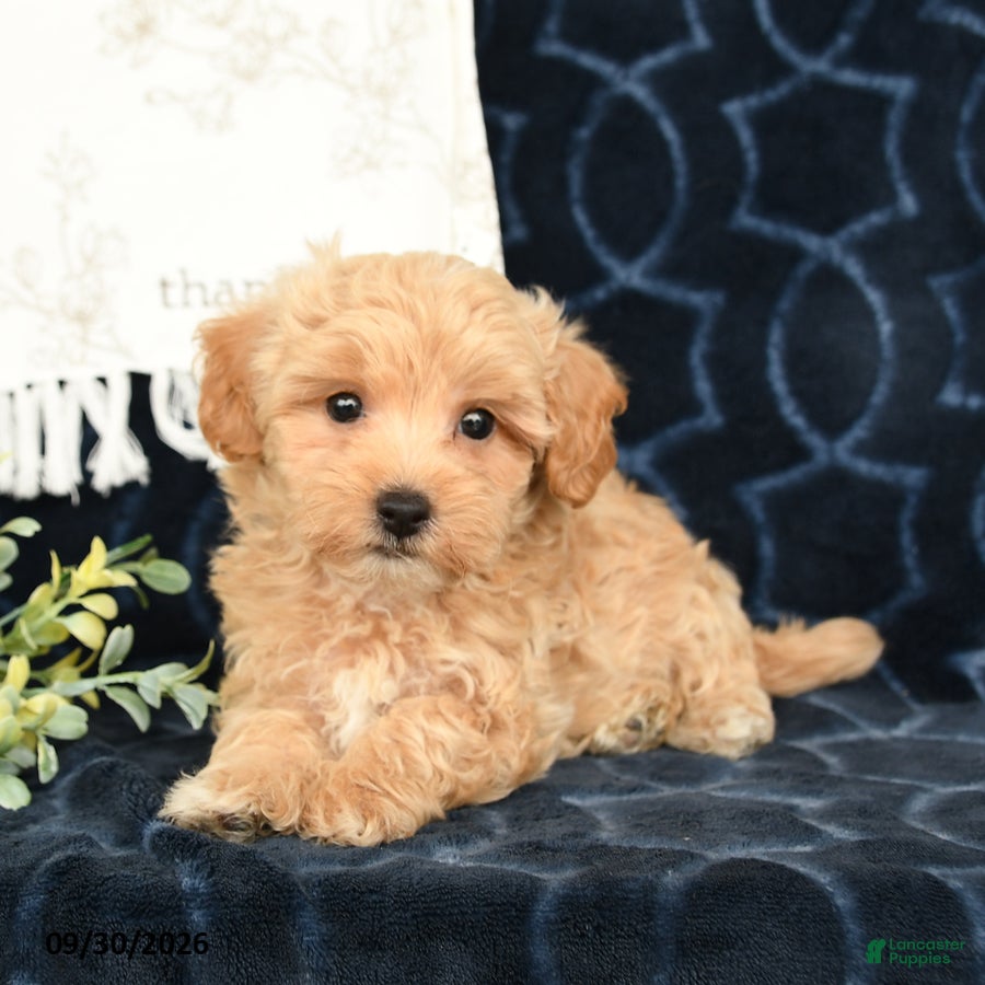 Maltipoo dogs Aden - Ad 2