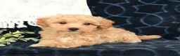 Maltipoo dogs for sale: Aden - Ad 2