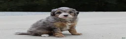 Mini Bernedoodle dogs for sale: Rosie  - Ad 4