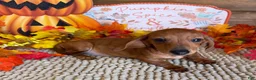 Miniature Dachshund dogs for sale: Sadie - Ad 2