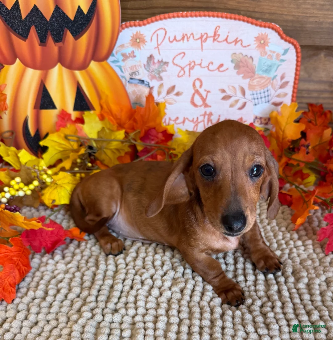 Miniature Dachshund dogs for sale: Sadie - Ad 2