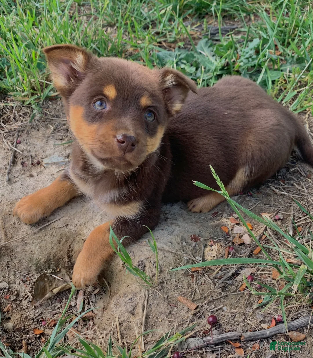 Mixed Breed dogs for sale: Mixed Breed Puppy 4 - Ad 2