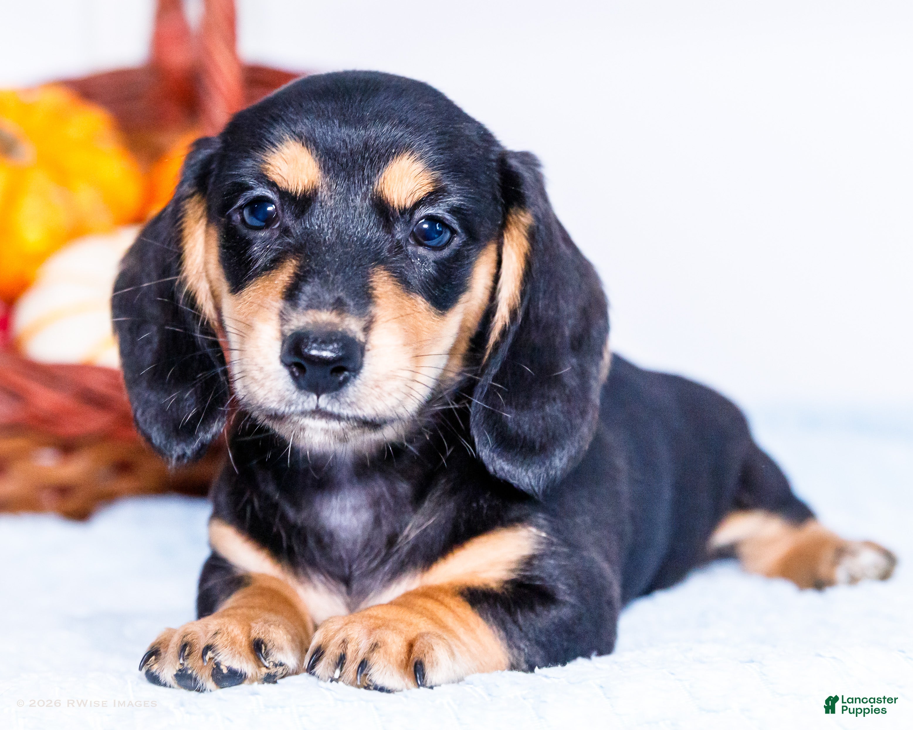 Miniature Dachshund dogs Nate - Ad 1
