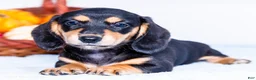Miniature Dachshund dogs for sale: Nate - Ad 1
