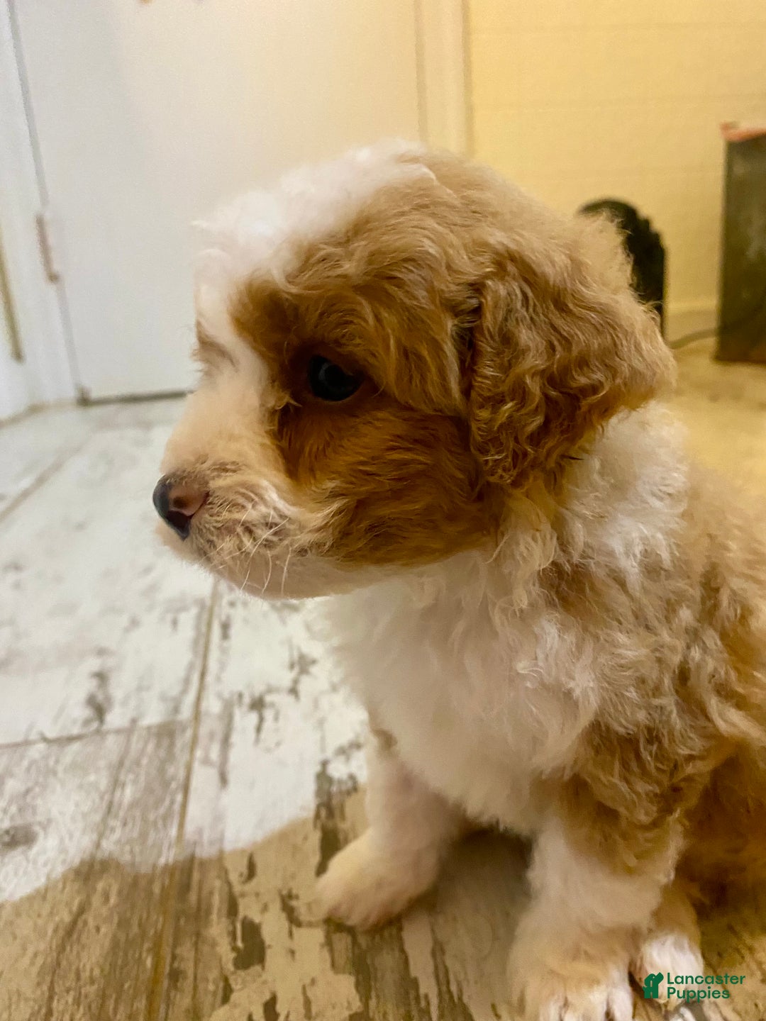 Bernedoodle dogs for sale: Bernedoodle Puppy 1 - Ad 2