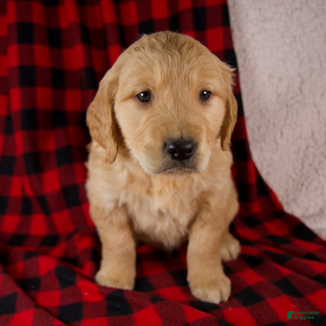 Golden Retriever dogs for sale: Theo - Ad 5
