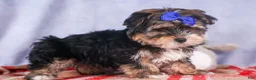 Morkie dogs for sale: Newton - Ad 29