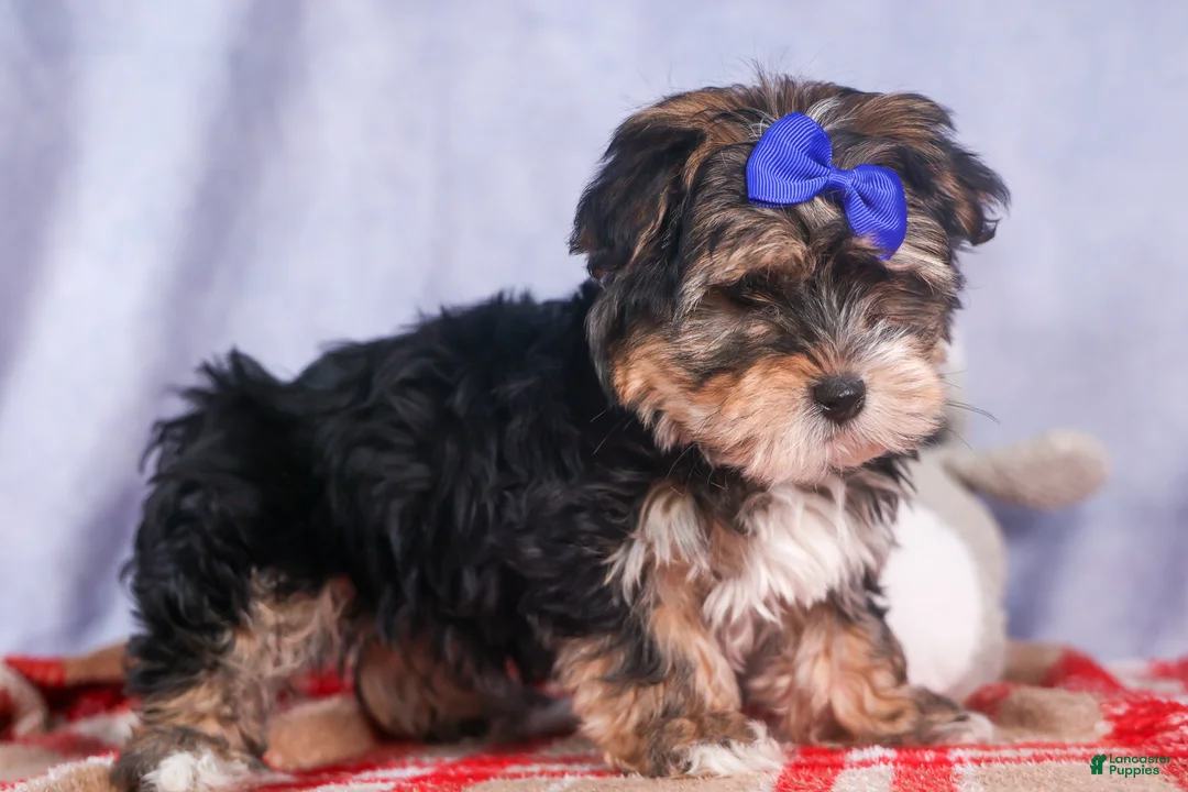 Morkie dogs for sale: Newton - Ad 29