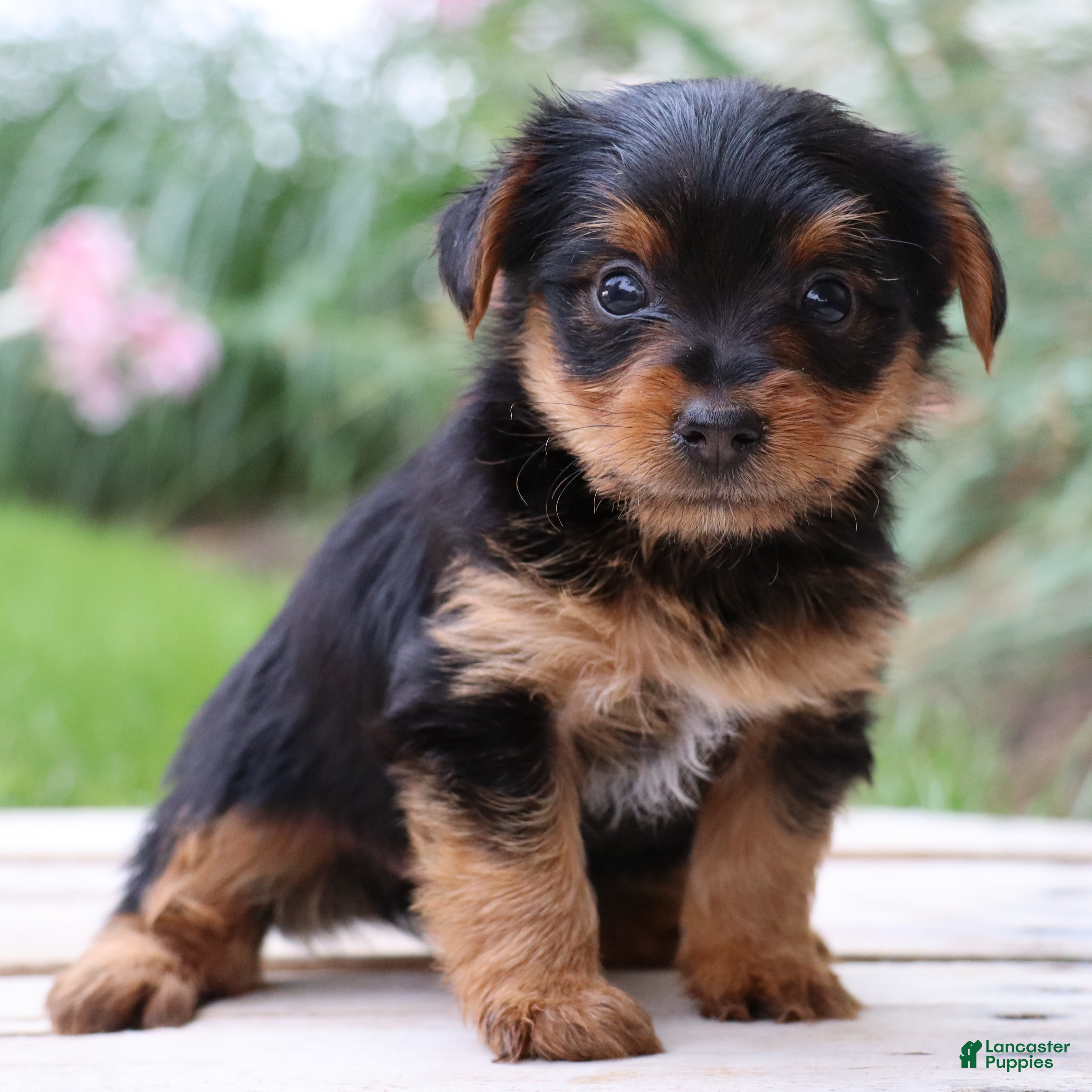 Yorkshire Terrier dogs Cola - Ad 2