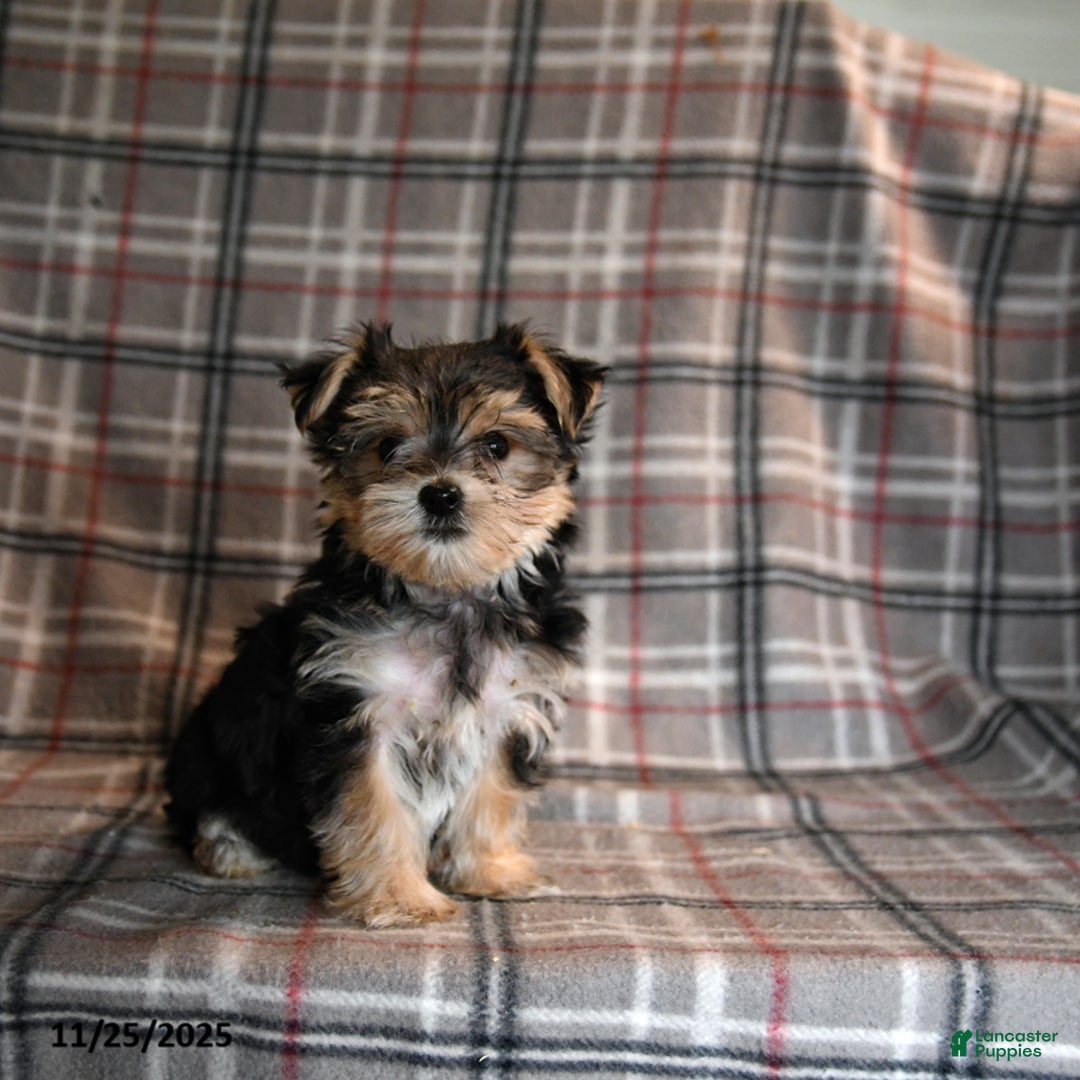 Morkie dogs for sale: Eve - Ad 4